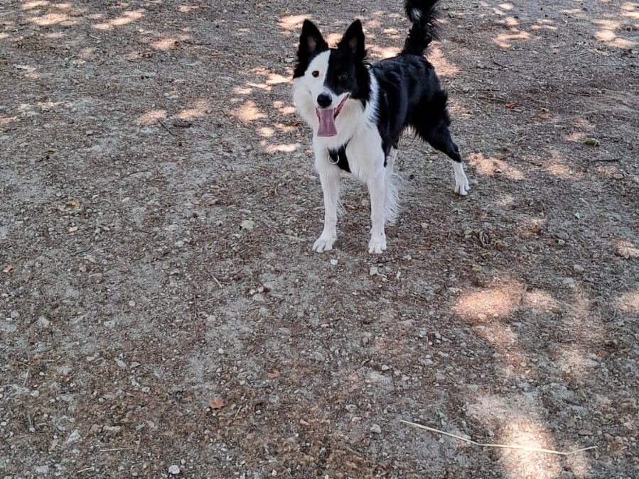 Milo