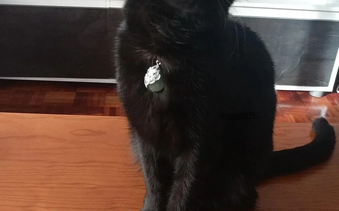 Sacher Rafael